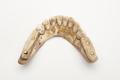 Denture, false teeth Image preview