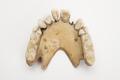 Denture, false teeth Image preview