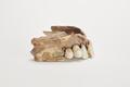Denture, false teeth Image preview
