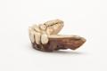 Denture, false teeth Image preview