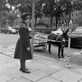Traffic warden and donkey Image preview