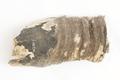 Horn fragment, drinking horn Image preview